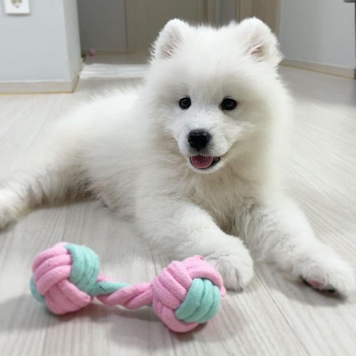 happy samoyed puppy