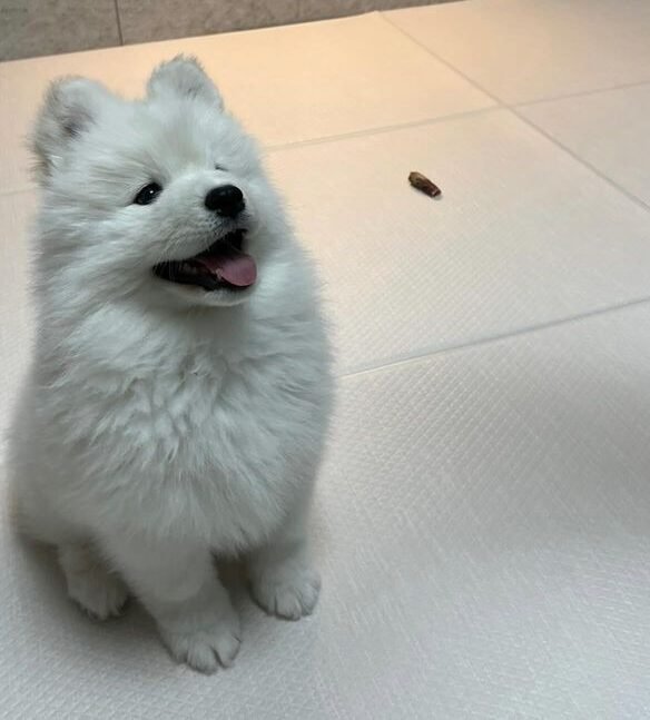 Purebred Samoyed puppy with thick white coa