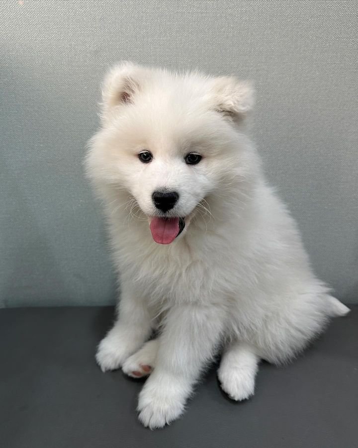 Purebred Samoyed puppy with thick white coat
