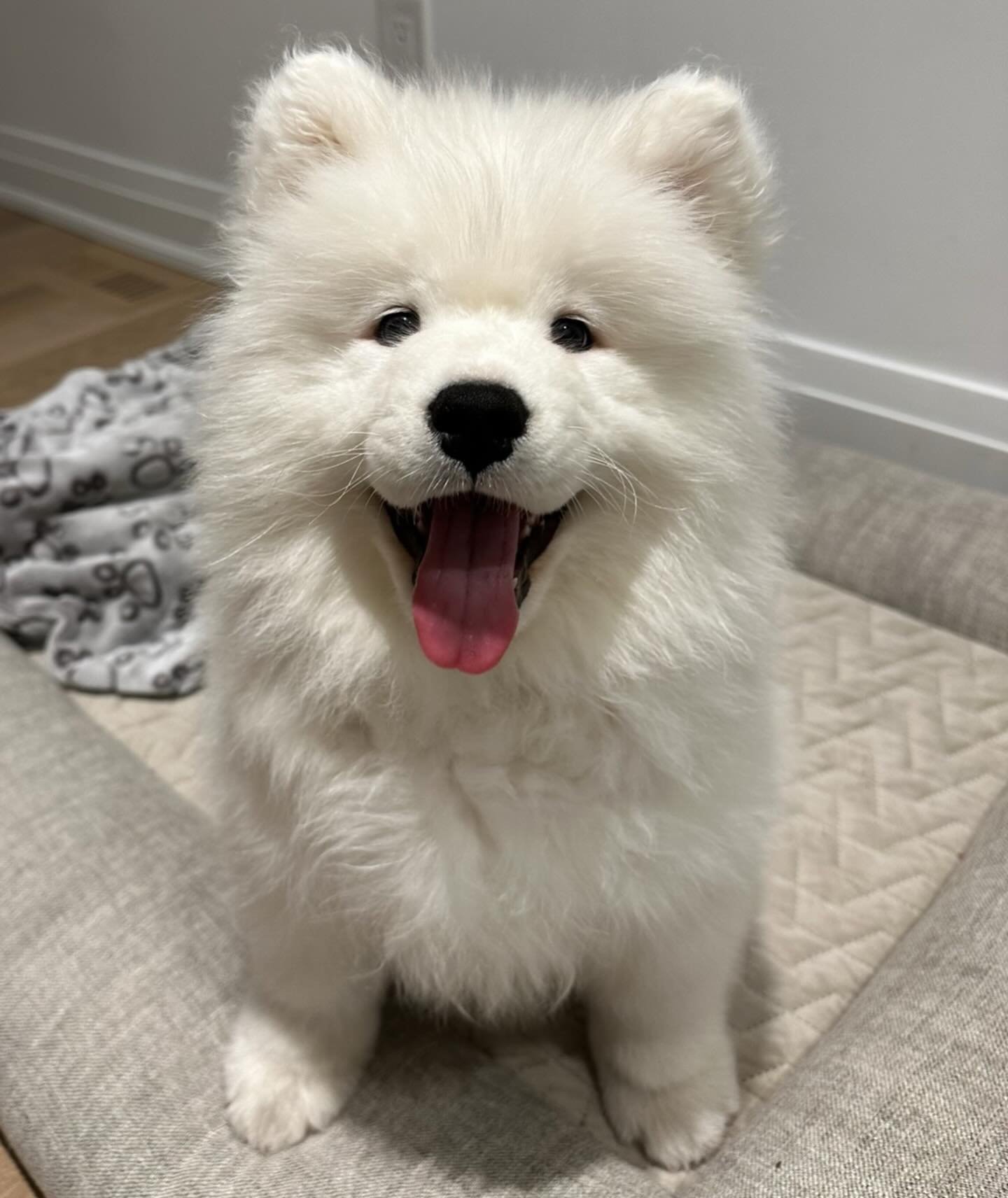 Purebred Samoyed puppy with thick white coat