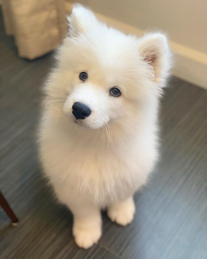 cute samoyed puppy