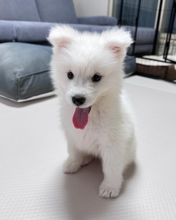 cute samoyed puppy