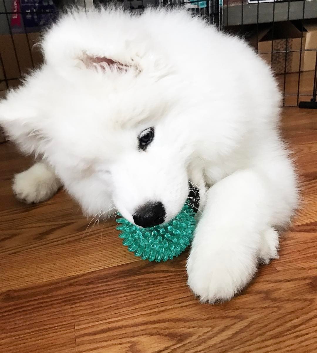 cute samoyed puppy playing with toy
